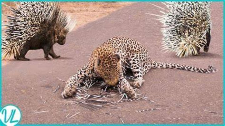 Did chance really get hit by a porcupine?