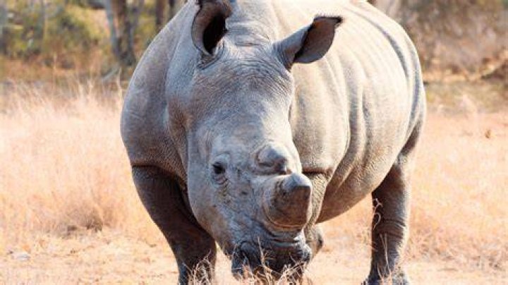 What could RHINO buy with $24.56 million?